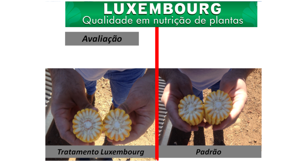 Diferença visual entre espigas com e sem Symbo Genesis
