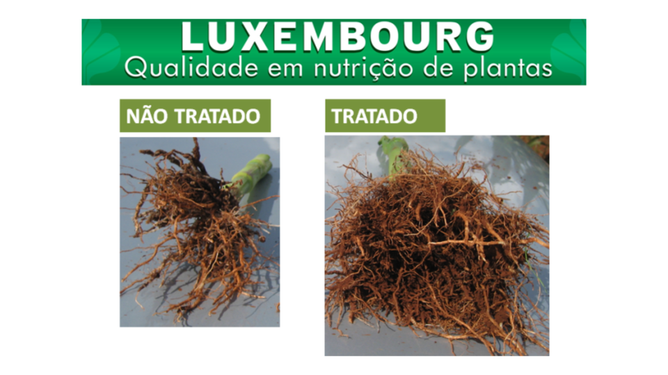Raízes de milho mais densas e profundas com Symbo Genesis